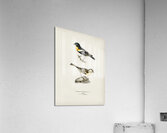 Eurasian skylark Alauda arvensis Acrylic Print