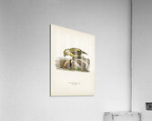 Parrot crossbill Loxia pytyopsittacus Acrylic Print