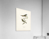 Parrot crossbill Loxia pytyopsittacus Acrylic Print