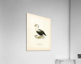 Somateria spectabilis Acrylic Print