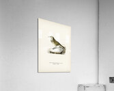 Water pipit Anthus spinoletta rupestris Acrylic Print