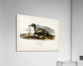 Eider Somateria mollissima Acrylic Print