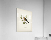 Eurasian Bullfinch Pyrrhula pyrrhula Acrylic Print