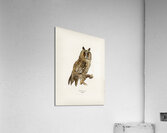 Asio otus owl Acrylic Print