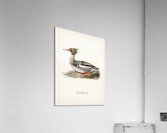 Mergus serrator Acrylic Print