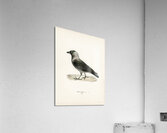 Coloeus monedula Acrylic Print
