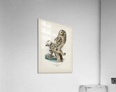 Strix uralensis ♀ Acrylic Print