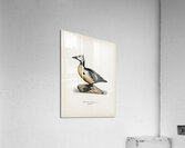 Eniconetta stelleri ♂ Acrylic Print