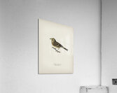 Yellowhammer Emberiza citrinella Acrylic Print