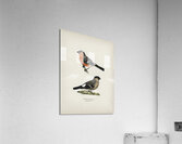 Pyrrhula Pyrrhula Acrylic Print