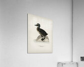 Somateria mollissima Acrylic Print