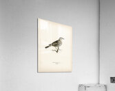 Somateria mollissima Acrylic Print