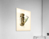 Picus canus ♂ Impression acrylique