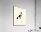 Upupa epops Acrylic Print