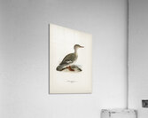 Mergus serrator Acrylic Print