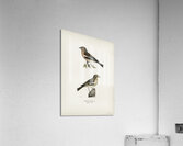 Chaffinch male Fringilla coelebs Acrylic Print