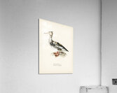 Mergus serrator Acrylic Print