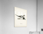 Long-tailed Duck male Harelda hyemalis Acrylic Print