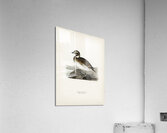 Long-tailed Duck Harelda hyemalis Acrylic Print