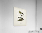 Chloris Chloris Acrylic Print