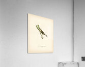 Sedge warbler Acrocephalus schoenobaenus Acrylic Print
