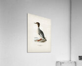 Mergus merganser Acrylic Print