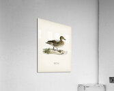 Pintail Anas acuta Acrylic Print