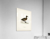 Ferruginous duck female Nyroca fuligule Acrylic Print