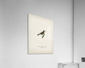 Black Stork Ciconia nigra Acrylic Print