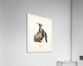 Dryocopus martius Acrylic Print