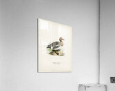 Eurasian wigeon Anasmereca penelope. Acrylic Print