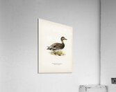 Gadwall Anas Chauelasmus Strepera Acrylic Print