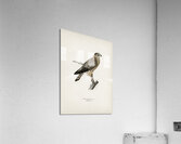 Merlin female Falco aesalon Acrylic Print