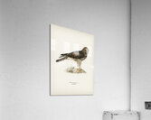 Hen Harrier female Circus cyaneus Acrylic Print