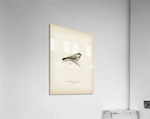 Black-capped chickadee Parus atricapillus Acrylic Print