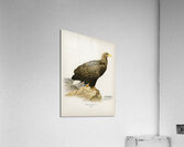 White-tailed eagle Acrylic Print