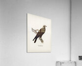 Marsh Harrier Circus aeruginosus Acrylic Print