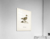 Northern Pintail Anasdafila acuta Acrylic Print