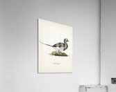 Long-tailed Duck male Harelda hyemalis Acrylic Print