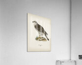 Goshawk female Accipiter gentilis Acrylic Print
