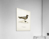 Parasitic jaeger Stercorarius parasiticus Acrylic Print