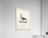 Anser albifrons Acrylic Print