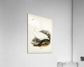 Whooper Swan Cygnus cygnus Acrylic Print