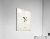 Red-breasted flycatcher ♂ Ficedula parva Acrylic Print