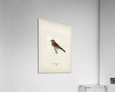 Brambling Fringilla montifringilla Acrylic Print