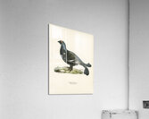 Black grouse Lyrurus tetrix Acrylic Print