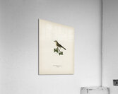 Willow Warbler Phylloscopus trochilus Acrylic Print