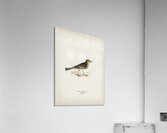 Tawny pipit Anthus campestris Acrylic Print