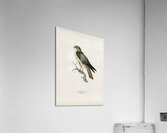 Tawny pipit Anthus campestris Acrylic Print