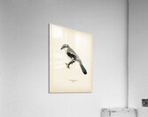 Great Grey Shrike Lanius excubitor Acrylic Print